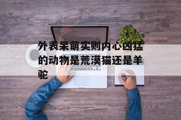 外表呆萌实则内心凶猛的动物是荒漠猫还是羊驼